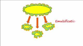 Lipid amp Lipoprotein Processing Part 1 [upl. by Yseulte]