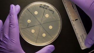 ID Laboratory Videos Antibiotic susceptibility testing [upl. by Wennerholn]