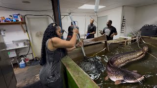 Catch Clean amp Cook At Williybys Catfish  New Orleans [upl. by Aeslahc]