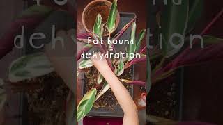 Stromanthe Triostar Repotting Tips [upl. by Eustazio]