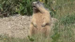 MARMOTTE A LIMONETTO CN 13  8  2013 [upl. by Adnohsat]