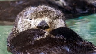 Live sea otter  fur seal cam  Seattle Aquarium [upl. by Blodgett]