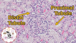 Kidney Histology  Proximal vs Distal Tubules  Urine for a Good Time [upl. by Reinhart]