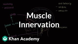 Muscle innervation  Muscularskeletal system physiology  NCLEXRN  Khan Academy [upl. by Olfe205]