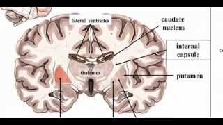 Basal Ganglia  Anatomy 1 [upl. by Nessa]