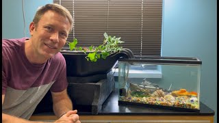 Make your own aquaponics system with your fish aquarium [upl. by Cassaundra]