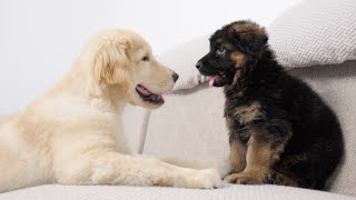 Golden Retriever Puppy Meets New Puppy German Shepherd for the First Time [upl. by Aryk]