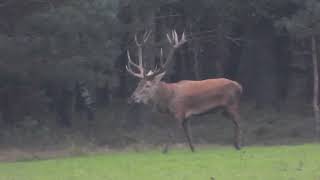 Burlend hert op de Veluwe bij de Kroondomeinen in Vaassen op de Veluwe [upl. by Clarita]