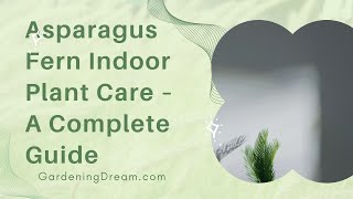 Asparagus Fern Indoor Plant Care – A Complete Guide 1 [upl. by Tiersten]