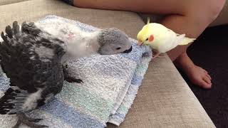 Cockatiel trying to feed a baby African Grey Parrot [upl. by Donald51]