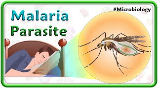 Malaria Parasite Lifecycle🦟 Clinical manifestations Complications Diagnosis amp Treatment  USMLE [upl. by Enileme]