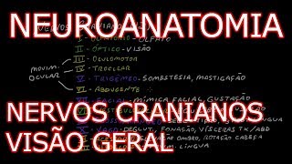 Aula Neuroanatomia  Nervos Cranianos Pares Cranianos  Visão Geral  Neuroanatomia Humana 6 [upl. by Ford947]