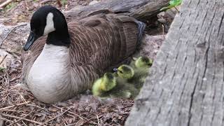 A Canada Goose Documentary [upl. by Meaghan846]