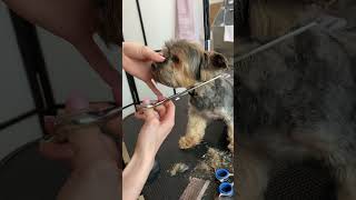 How to trim Yorkie face [upl. by Adnalram]