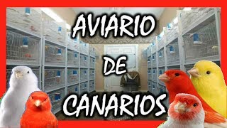 AVIARIO DE CANARIOS 🐤 AVIARIO DEL REY  CRIA DE CANARIOS 🐣 [upl. by Ennadroj]