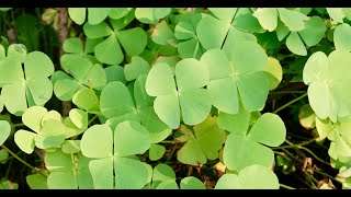 Hepatoprotective Activity of Whole Plant Extract Fractions of Marsilea minuta Linn [upl. by Enilec]