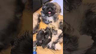 pekingese pets dogs собака puppy dog animals шпиц funny cute [upl. by Attenov]