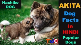 Akita Dog Breed Facts In Hindi Popular Dog Breeds  TUC  The Ultimate Channel [upl. by Alo]