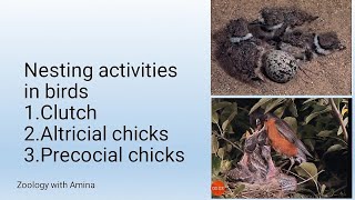 Difference between Altricial and precocial chicks  Nesting activities in birds [upl. by Tuddor]