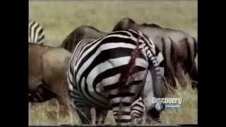 Documental  03 quotUn duelo de felinos  Leon vs Tigrequot P45 Discovery Channel [upl. by Akenahs]