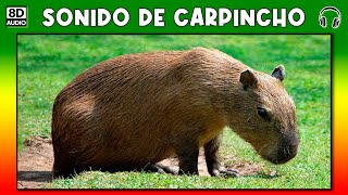 SONIDO DE CARPINCHO 🐗 [upl. by Rist]