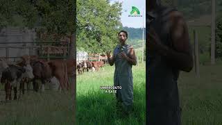 Vermifugação com Albendathor 10 jasaúdeanimal fazenda bezerro [upl. by Siekram836]