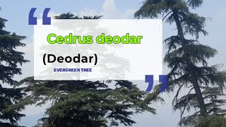 Cedrus deodara Deodar Himalayan cedar [upl. by Maer463]