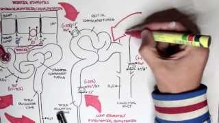 Pharmacology  Diuretics [upl. by Yelad]