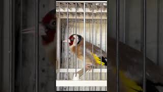 Goldfinch bird singing for training songs  Jilguero canto Limpio shorts [upl. by Dot]