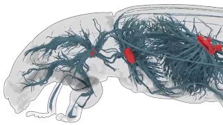 Tracheal system of a mealworm beetle [upl. by Ferde]