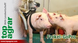 GoPro auf Ferkel geschnallt Die Bucht aus Tiersicht [upl. by Ytteb]