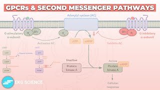 GProtein Coupled Receptors GPCRs amp Second Messenger Systems  Pharmacology [upl. by Nylatsirk693]