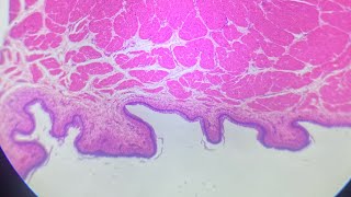 AULA PRÁTICA EM LABORATÓRIO 🔬🧬 CITOLOGIA UNIVINTE CAPIVARI DE BAIXO SC [upl. by Lukin]