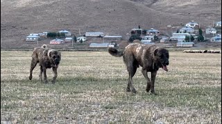 DUMAN VE KARABAŞ ORTALIĞI YIKTILAR KOBRA KARABAŞA SALDIRINCA DUMANIN TEPESİ ATTI SÜRÜDE BÜYÜK OLAY [upl. by Drugge543]