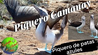 PIQUERO CAMANAY [upl. by Rinaldo719]