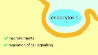 ReceptorMediated Endocytosis Overview Process of Endocytosis and Maturation of Endosomes [upl. by Gracie]