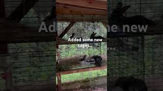 Adding new rabbit cages rabbits fyp reels homesteadlife bushcraft oldisgold [upl. by Adnalohs]