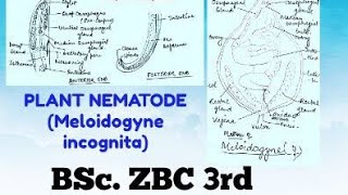 PLANT NEMATODE Meloidogyne incognitaBSc 3rd year hand written notes [upl. by Lalla]