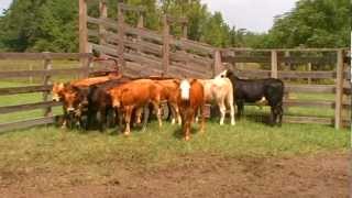 PIEDMONTESE ORGANIC BEEF CATTLE [upl. by Addam]