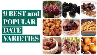 9 BEST and POPULAR DATE VARIETIES [upl. by Ahsac148]