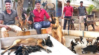 அம்பானி TO அமெரிக்கா😱 Sale  belgian malinois  puppies  dogs for sale  K9  Indian Army [upl. by Ahseirej]