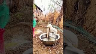 Great Cormorant Birds🐦 Eating😱 A Big Fish  fishing cormorant shorts [upl. by Clarkson]