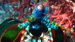 This Tiny Crustacean Has the Most Powerful Punch in the World [upl. by Mathilde644]