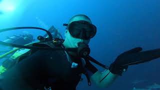 100s of Sharks at MooFushi Island Maldives [upl. by Blake498]