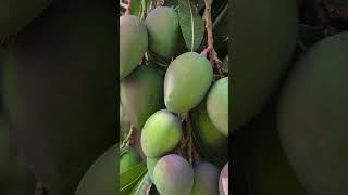 Resultados en mango utilizando Brasinoesteroides mango michoacán cultivo reventador organic [upl. by Curtis]