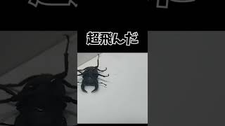 カブトムシvsホペイオオクワガタ [upl. by Aslam]