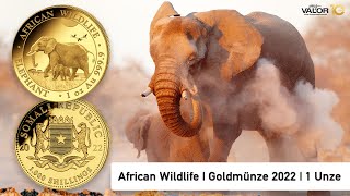 African Wildlife  Somalia Elefant 1 Unze Goldmünze  Gold Coin  1 oz  myVALOR [upl. by Hceicjow]