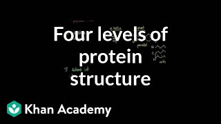 Four levels of protein structure  Chemical processes  MCAT  Khan Academy [upl. by Bone298]