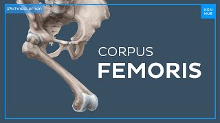 Corpus femoris  Anatomie einfach erklärt  Kenhub [upl. by Inger]