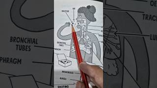 respiratory system in 1 min respiration [upl. by Alvinia]